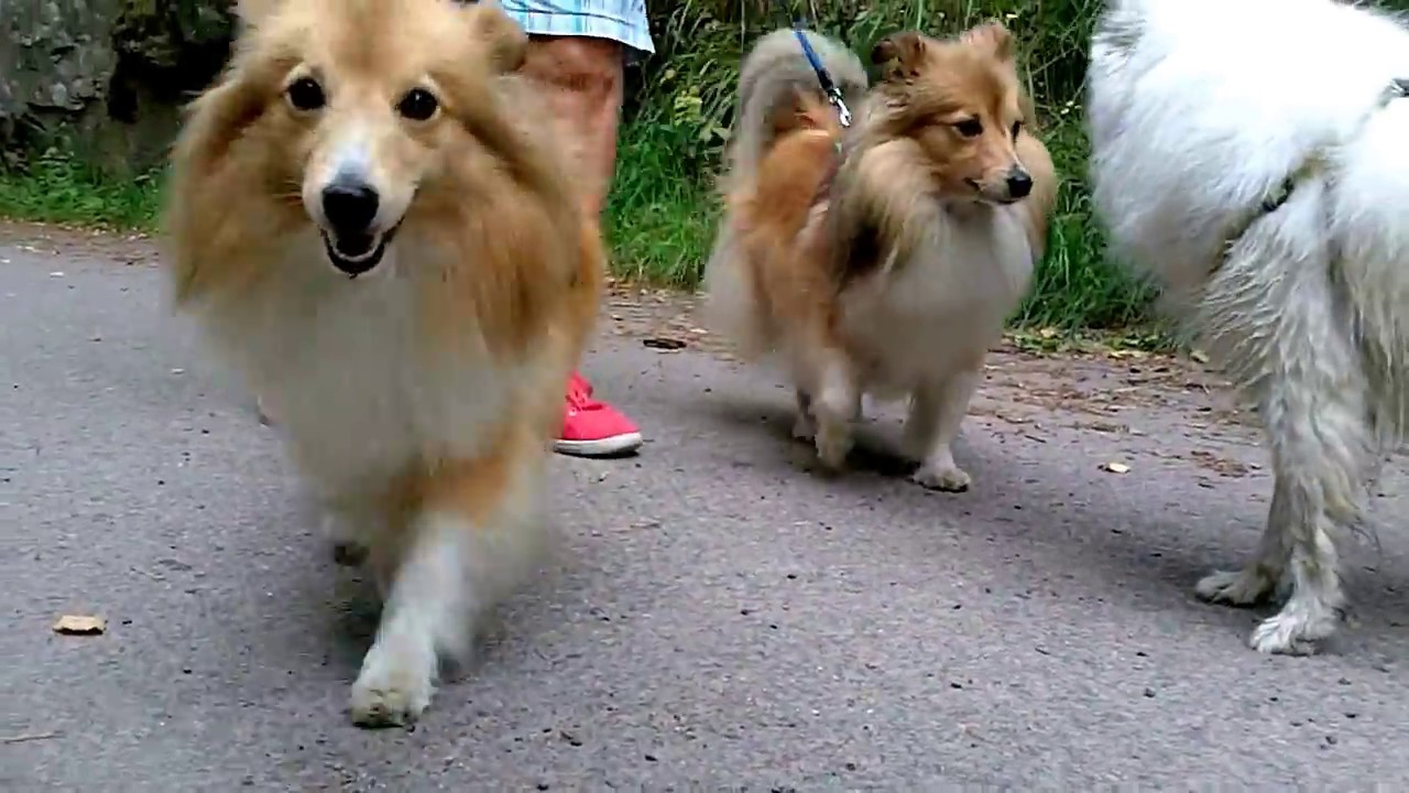 shetland sheepdog youtube