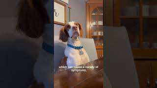 Brittany Spaniel living with Addison’s Disease. #addisondisease #Brittany spaniel #cutepuppy