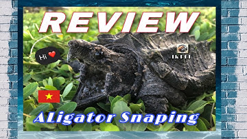 REVIEW | Aligator Snaping - Rùa cá sấu hung tợn thời tiền sử ?