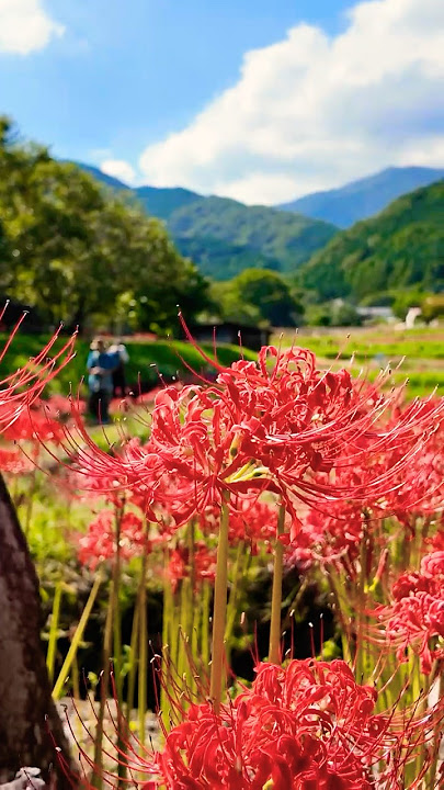 A Walk Through Isehara, Stunning Red Spider Lilies at Hinata Yakushi, Japan! #japan #walkingtour