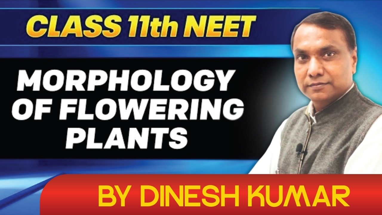 Morphology of Flowering Plants | Class 11 Biology | Full Chapter