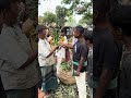 মাগুরা ইছাখাদার লিচু দেখুন কি করে!
