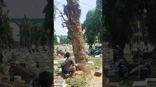 lumberjack skills Woodworking projects large tree feeling Techniques #shorts #chainsaw