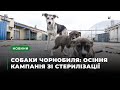 «Собаки Чорнобиля»: осіння кампанія зі стерилізації