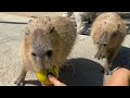 他人の物が大好き！魔性のカピ。Capybara eat persimmon