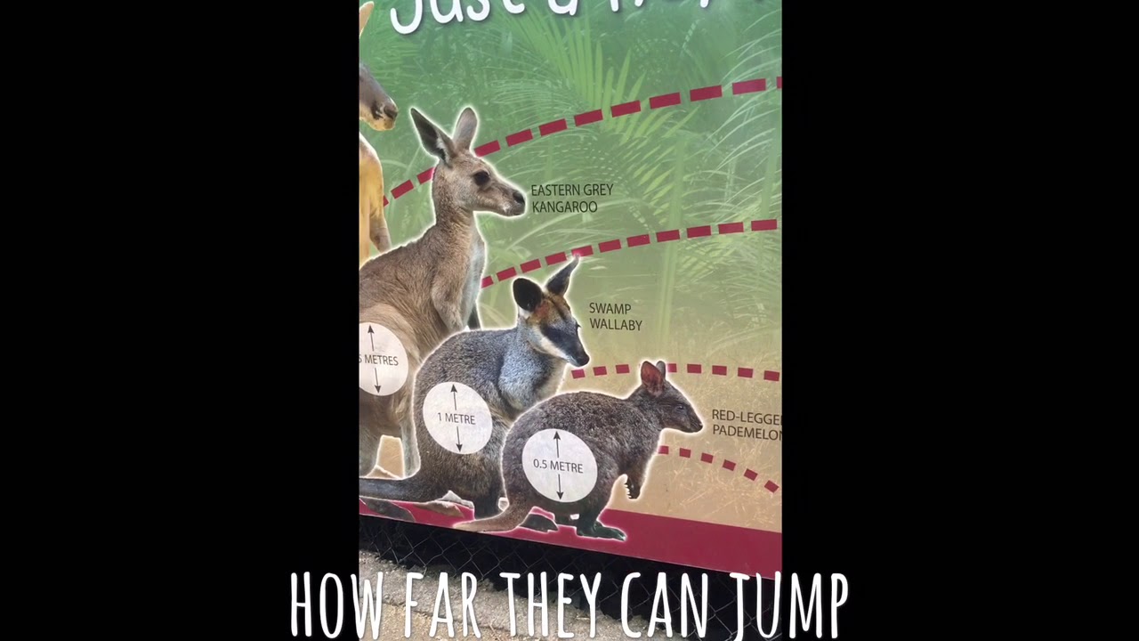 How far kangaroos and wallabies jump? YouTube