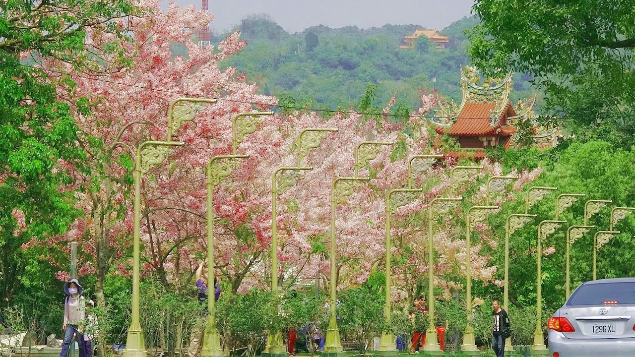 花旗木：台南寶光聖堂 - YouTube