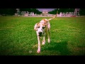 6-Month Old Great Dane, Moose! Great Dane Dog Training | Off Leash K9 Training 6-Month Old Great Dane, Moose! Great Dane Dog Training | Off Leash K9 Training