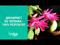 Декабрист из черенка - 100% результат. Как заставить Рождественник цвести два раза за зиму.