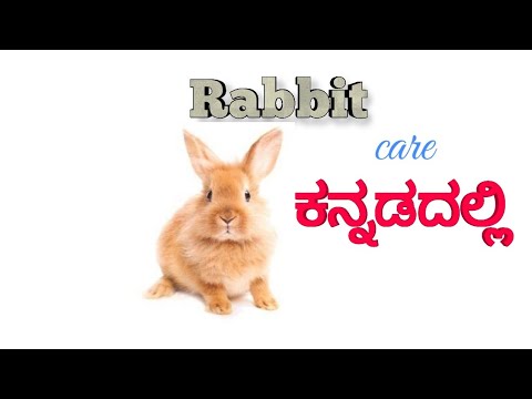 essay on rabbit in kannada language