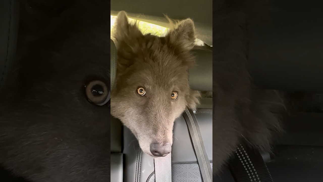 HUGE BLUE WOLF WITH YELLOW EYES 