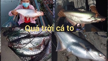 Câu cá tra sông tiên toàn cá khủng