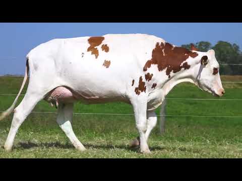 LOTE 14  RICCA CINDY 6859 REDEYE