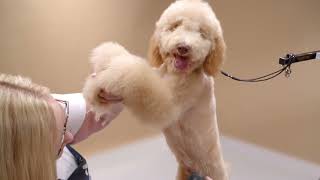 HOW TO CREATE A PET TRIM FOR A DOODLE | ANDIS