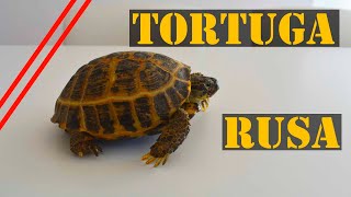 La tortuga rusa 🐢