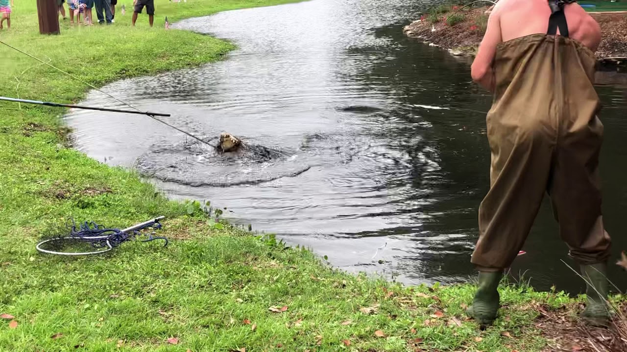 15’ Alligator Removed In Hilton Head