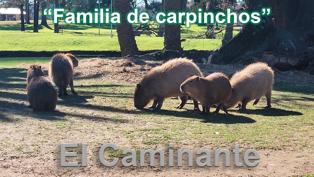 El Caminante Familia de Carpinchos