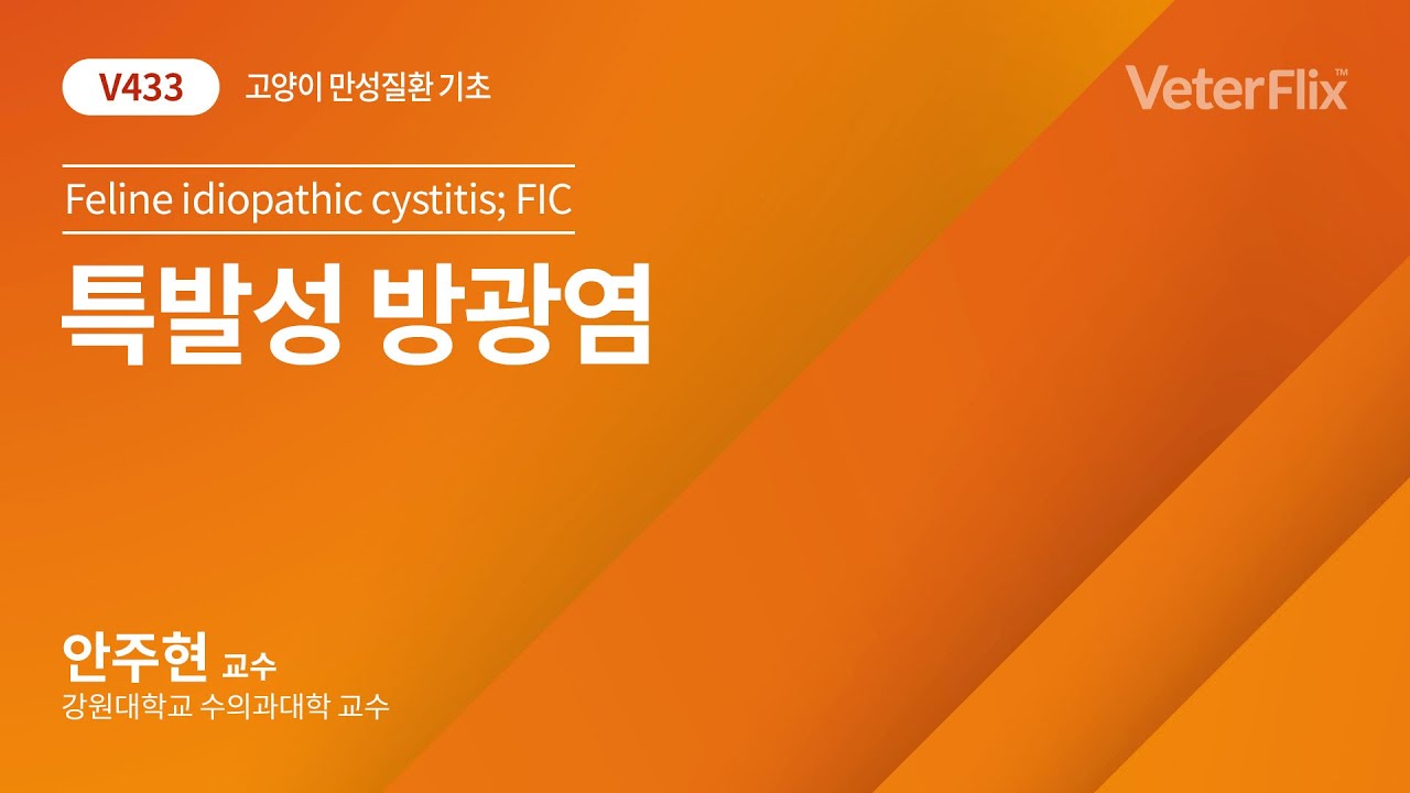 [베터플릭스][고양이 만성질환 기초] 특발성 방광염(Feline idiopathic cystitis, FIC) - YouTube
