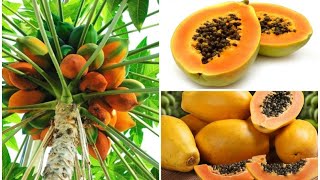 картинка: 🥭🍊ПАПАЙЯ... Выращиваем в домашних условиях. Уход,  полив, подкормка, состав грунта и  пересадка🍊🥭