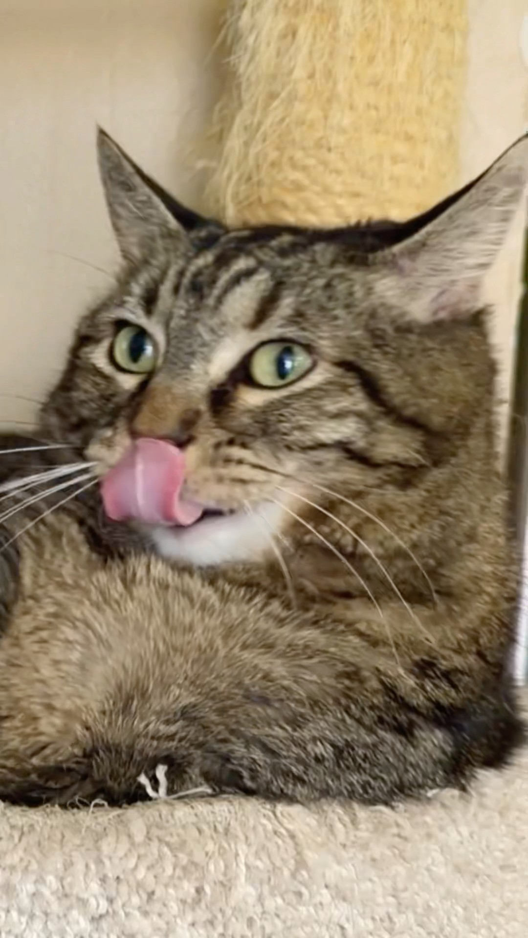Penny Raspberries! #talkingcat