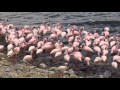 Lake Bogoria & Lake Baringo Vacation Travel Video Guide