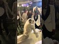 الفنان محمود شرقاوي بفرح عوض احمد عوض 