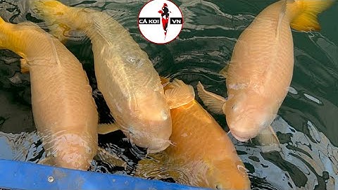 Mở Bán Lô Cá Koi Nhật Ao Bùn Size Lớn !