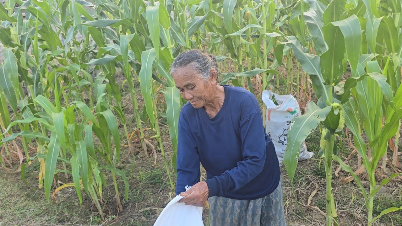 เก็บผักบุ่งสวนยายเงิง 27 กุมภาพันธ์ ค.ศ. 2026