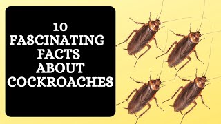 10 Fascinating Facts About Cockroaches