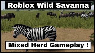 Roblox Wild Savanna  Zebra and Gnu   Mixed herd gameplay