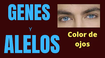 ¿Cómo es la herencia del color de ojos?