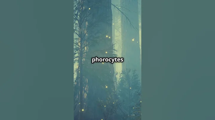 Fireflies ( The Luminous Dancers of the Night ) #facts #fascinatingwildlife #animals