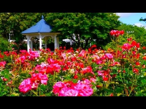 Hd Rose Garden 横浜のバラの名所 バラ園 港の見える丘公園 山下公園 Youtube