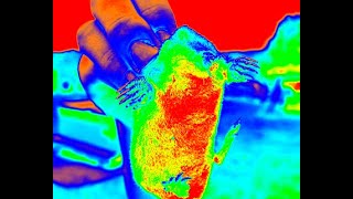 Can You Find a Mole Underground with a Thermal Camera?