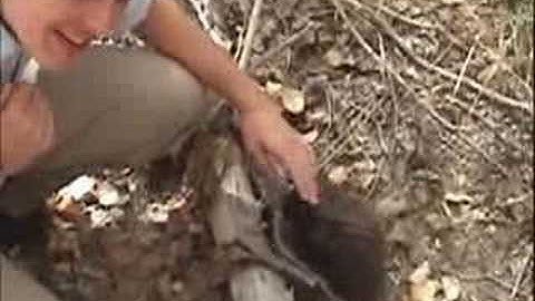 Man vs. Nature Title Sequence