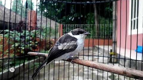 burung jingjing batu anaķan
