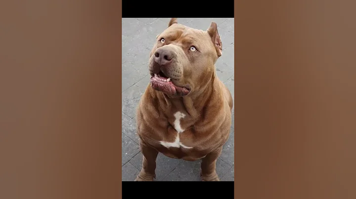 Watch the video about Brown Pitbul |#shorts| Cute & Funny Dog #Pets_Town