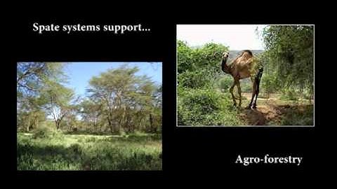 What is Spate Irrigation?