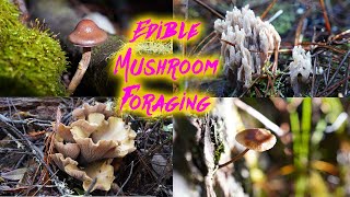 Discovering NEW Edible Mushrooms on the California Coast! | BAD ASH OUTDOORS