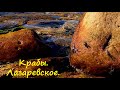 ЛАЗАРЕВСКОЕ СЕГОДНЯ 🌴СОЧИ. Крабовая ферма! Их тут сотни!