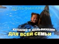 Семейное купание с дельфинами Семейное купание с дельфинами