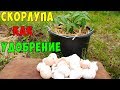 ЯИЧНАЯ СКОРЛУПА КАК УДОБРЕНИЕ !!! Яичная скорлупа против медведки !!!