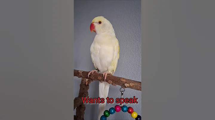 @white_and_fun  12/20/2025 #parrot  #indianringneck #talkingparrot #shorts #Tofuindianringneck