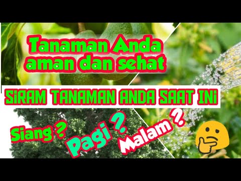 Video: Pot Tanaman Penyiraman Diri - Vitamin I.V. Pot tanaman