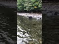 中禅寺湖で熊と遭遇！