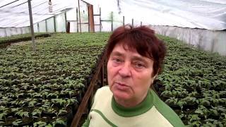 Профилактика против фитофторы и бурой пятнистости томатов . видео Пятнистость томатов, как с ней бороться?