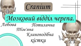 Мозковий відділ черепа. Cranium. Лобова, потилична, тім'яна, клиноподібна кістки.