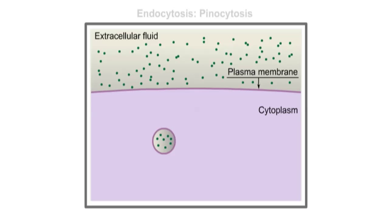 Endocytosis and Exocytosis - YouTube