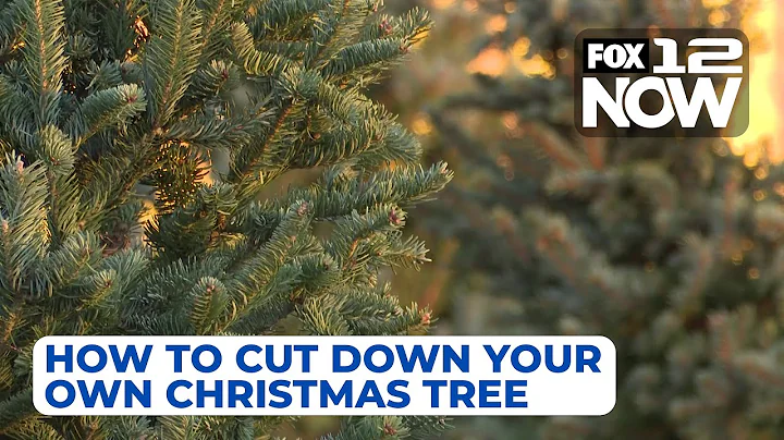 LIVE: How to cut down your own Christmas Tree