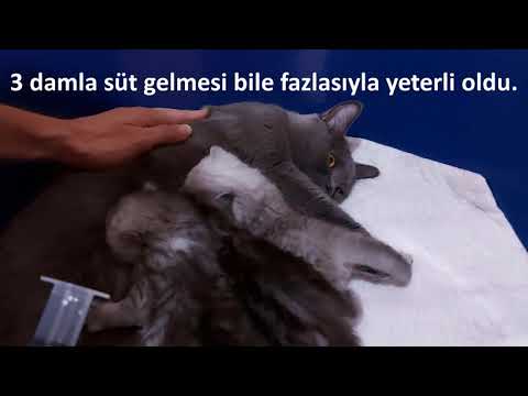 Video: Kedilerde Mastitis Nasıl Tedavi Edilir?